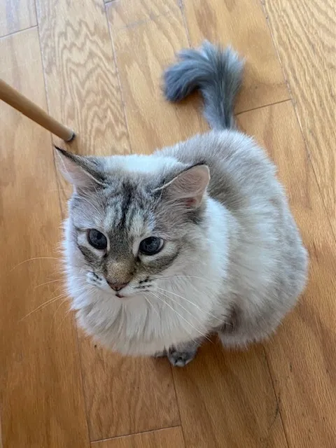 Lost cat in Metairie, LA, 70005