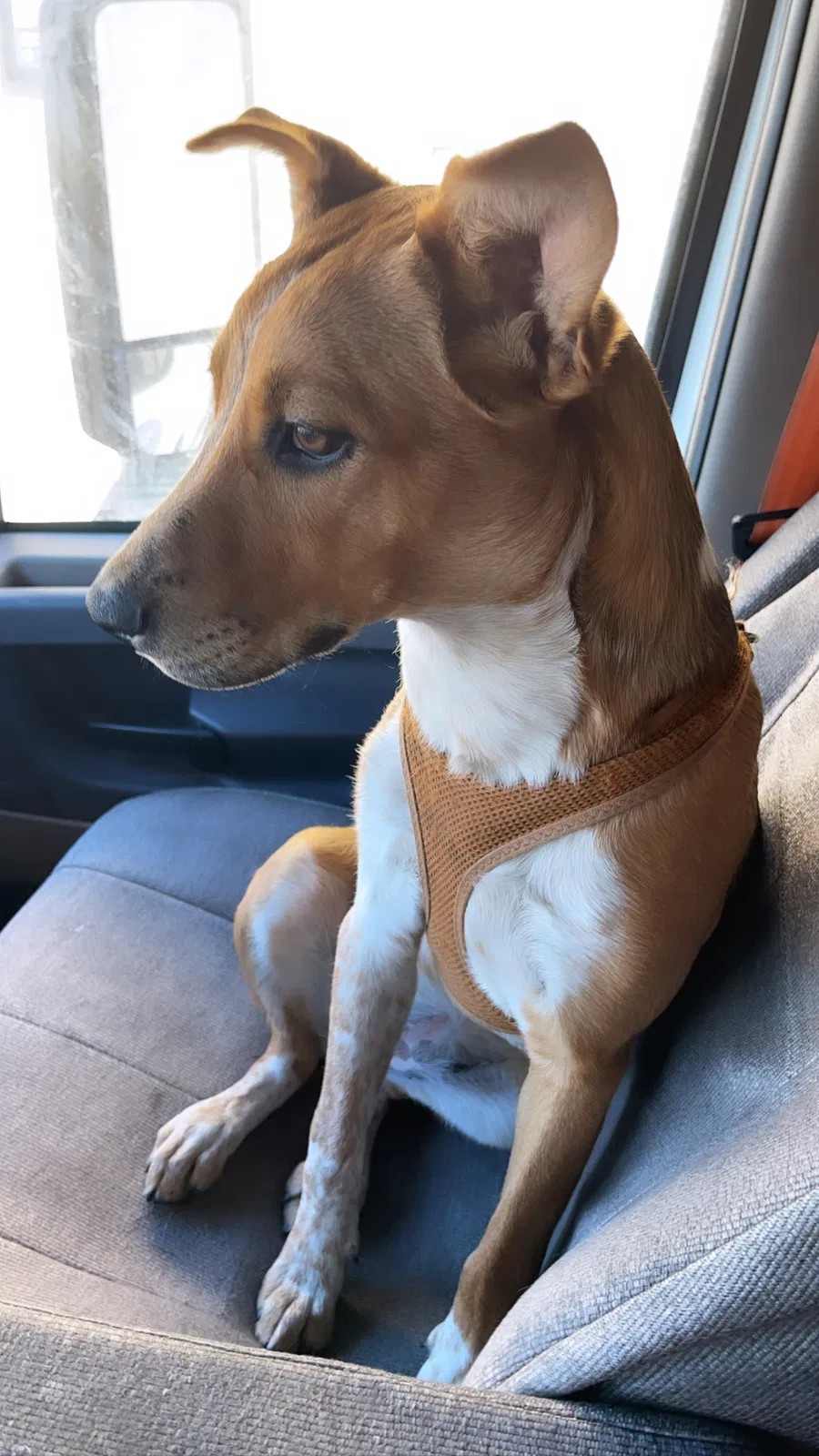 Lost dog in Tampa, FL, 33602