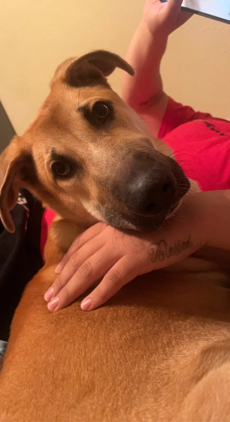 Lost dog in Houston, TX, 77092