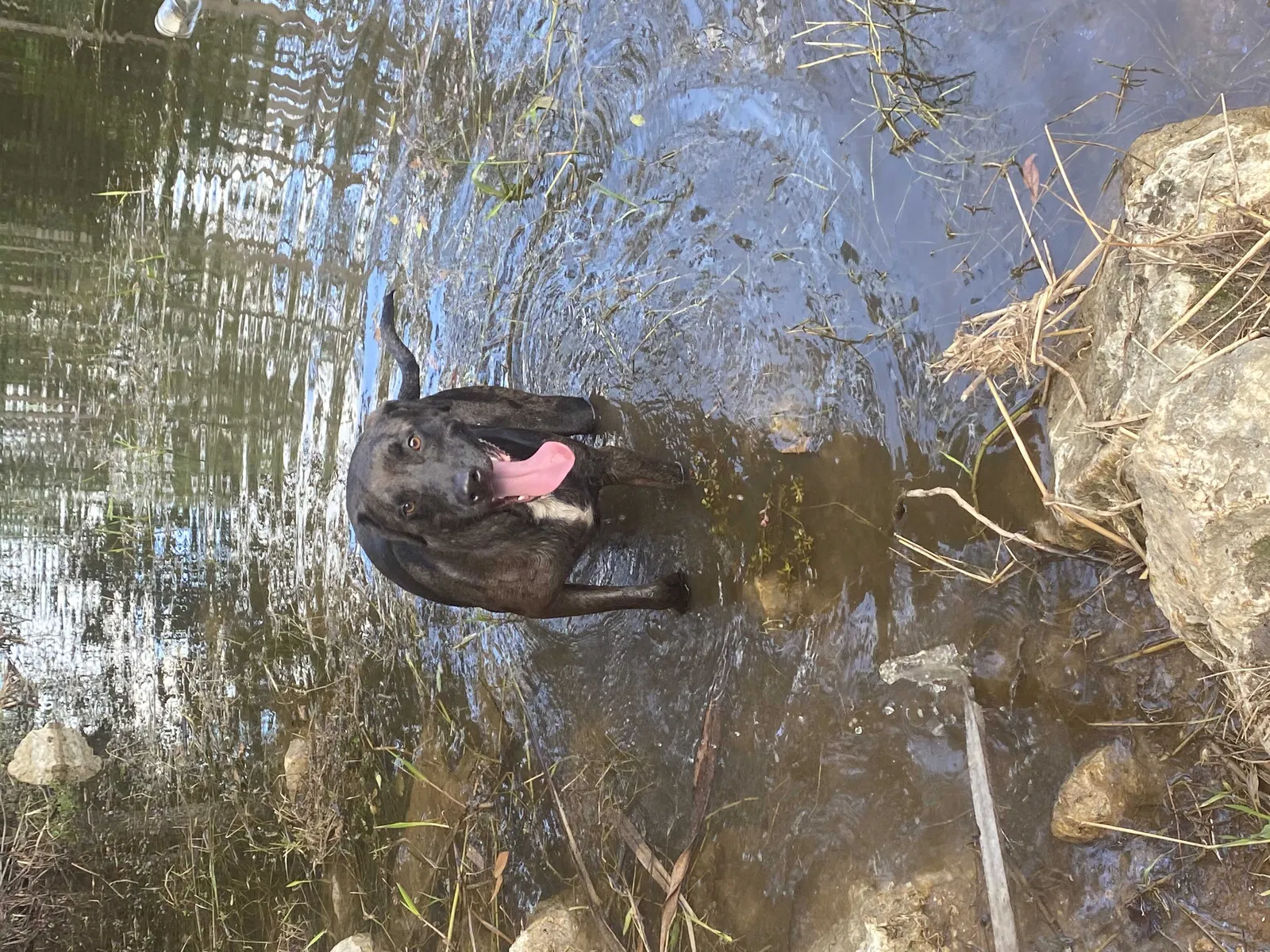 Found dog in Lehigh Acres, FL, 33972