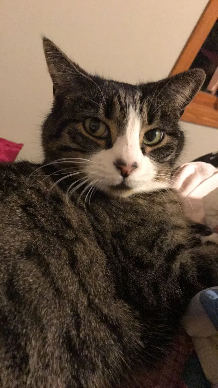 Lost cat in North Canton, OH, 44720