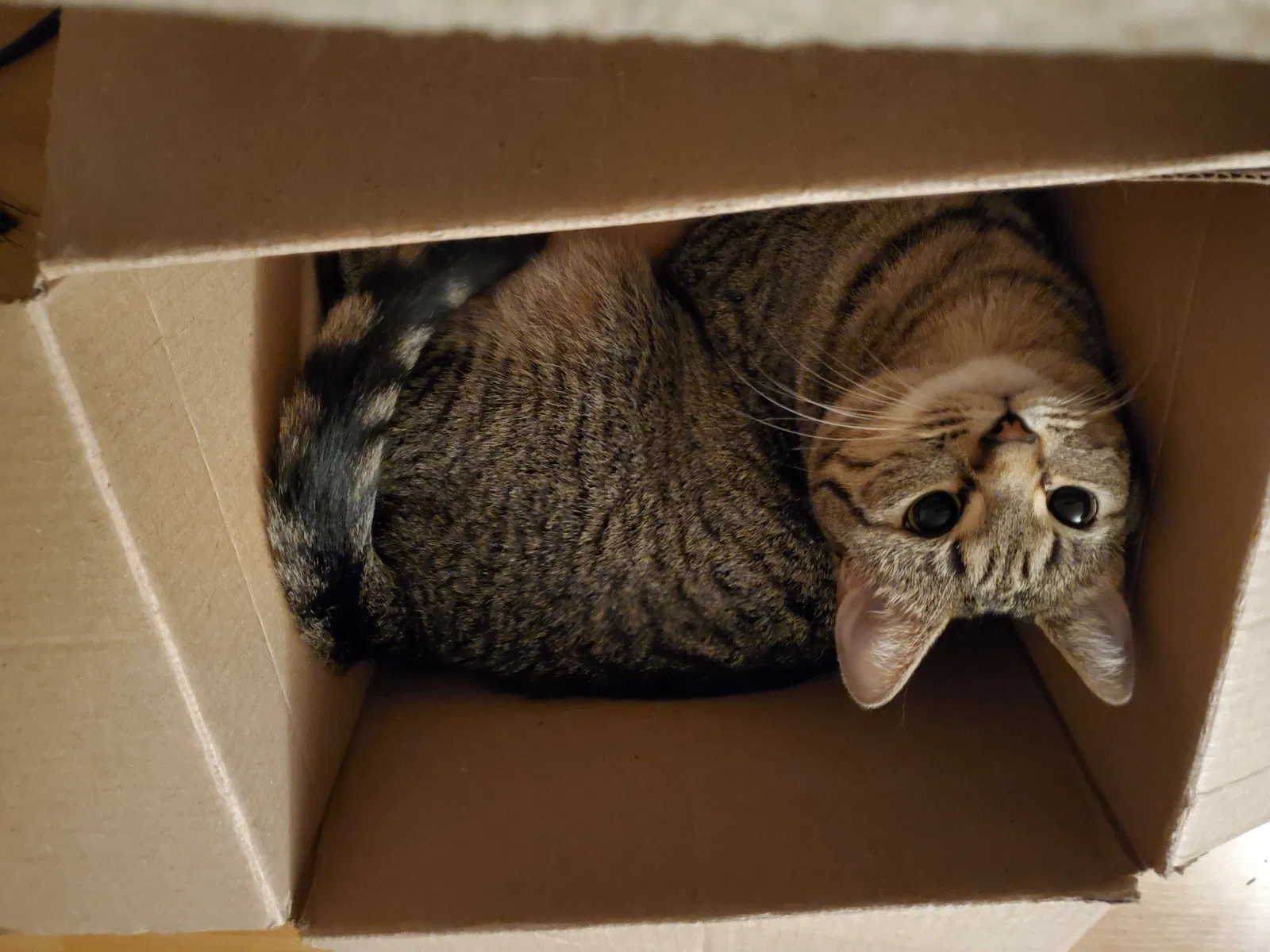 Lost cat in Williamsburg, VA, 23188