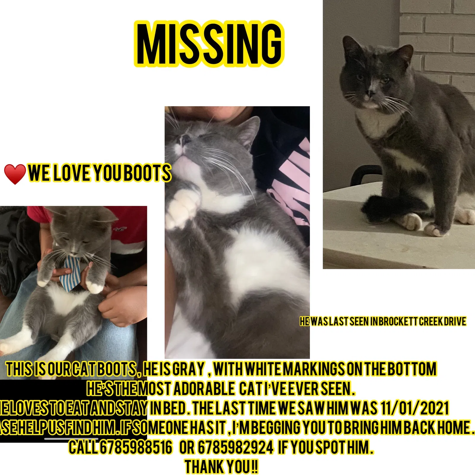 Lost cat in Tucker, GA, 30084