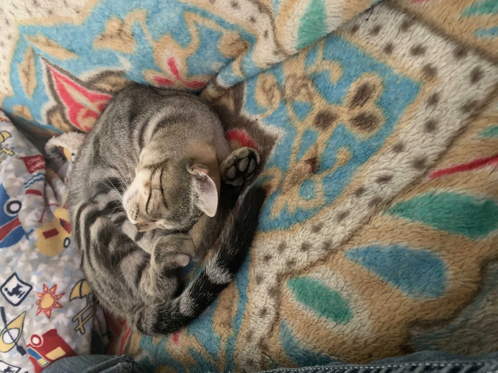 Lost cat in Fresno, CA, 93706