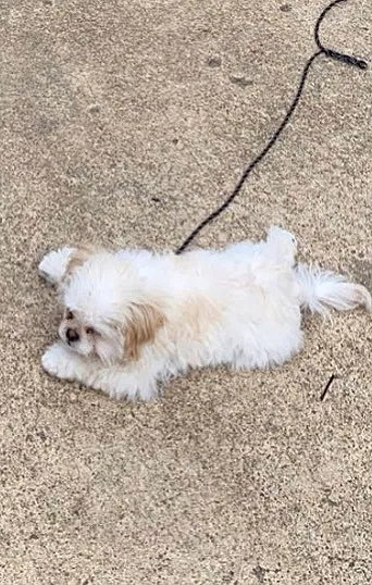 Lost dog in Memphis, TN, 38117