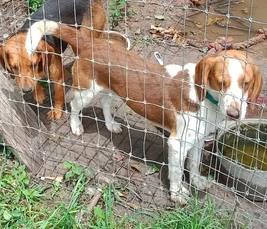 Lost dog in Sunset, LA, 70584