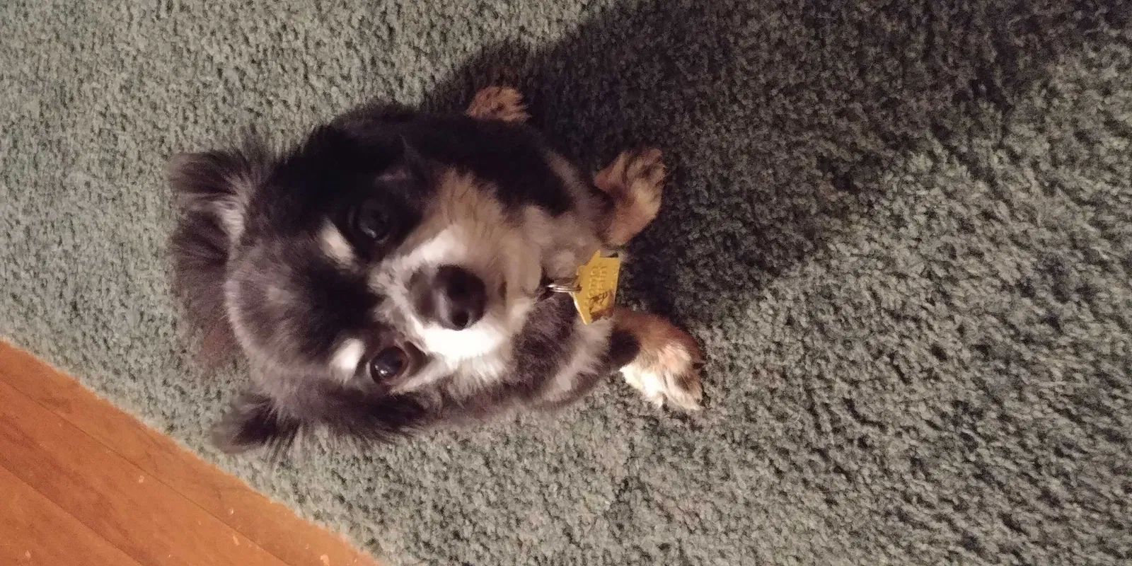 Lost dog in Newberry, SC, 29108