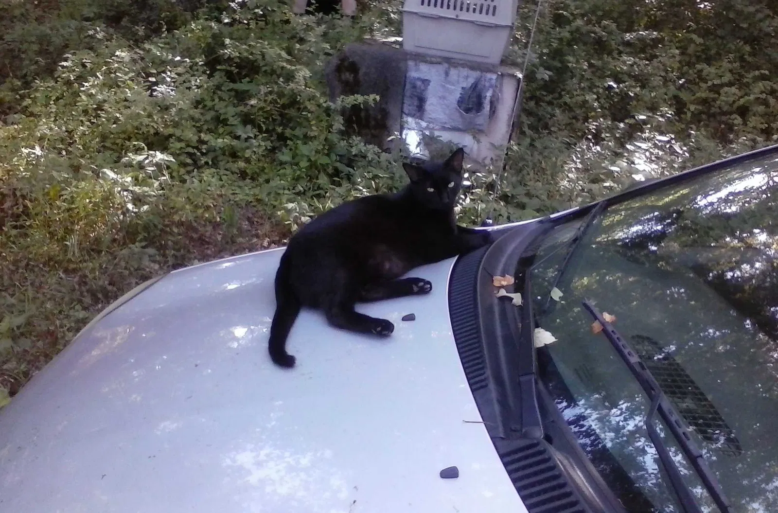 Lost cat in Gassville, AR, 72635