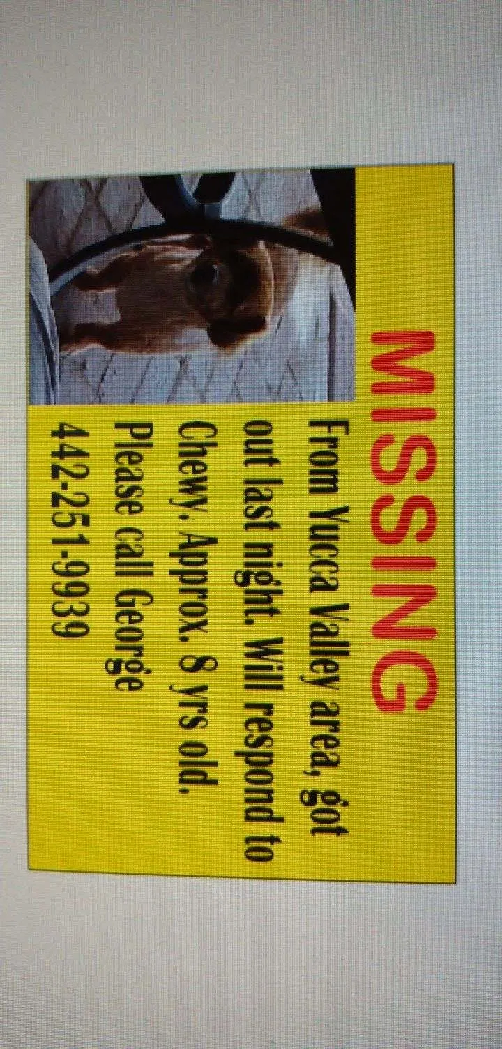 Lost dog in Shoshone, CA, 92384