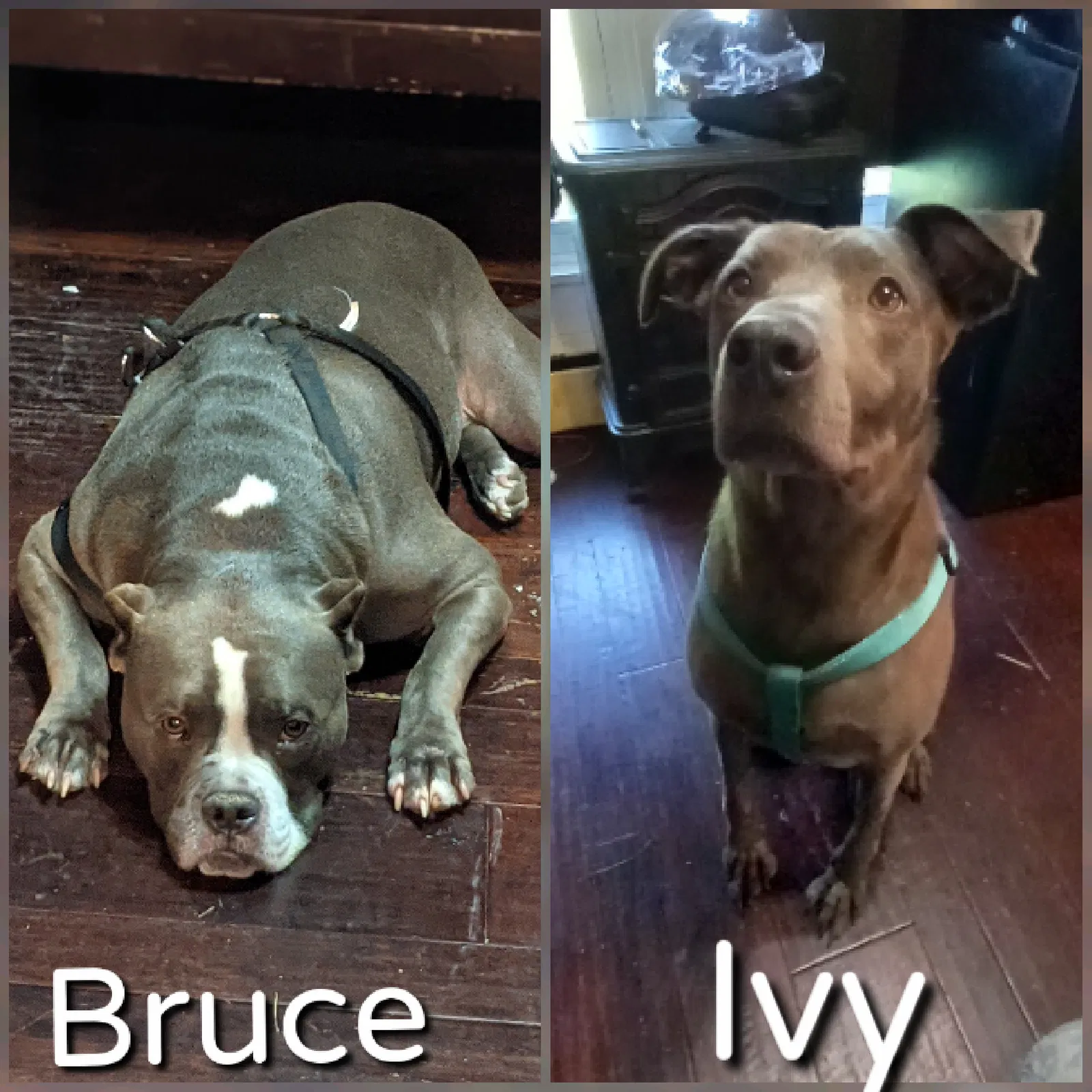 Lost dog in Merrillville, IN, 46410
