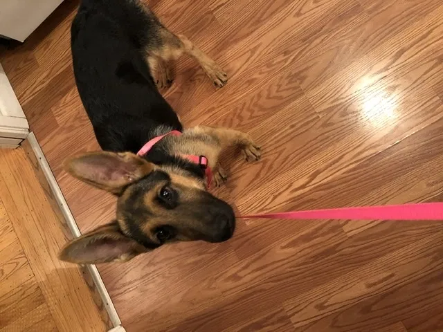 Found dog in San Francisco, CA, 94116