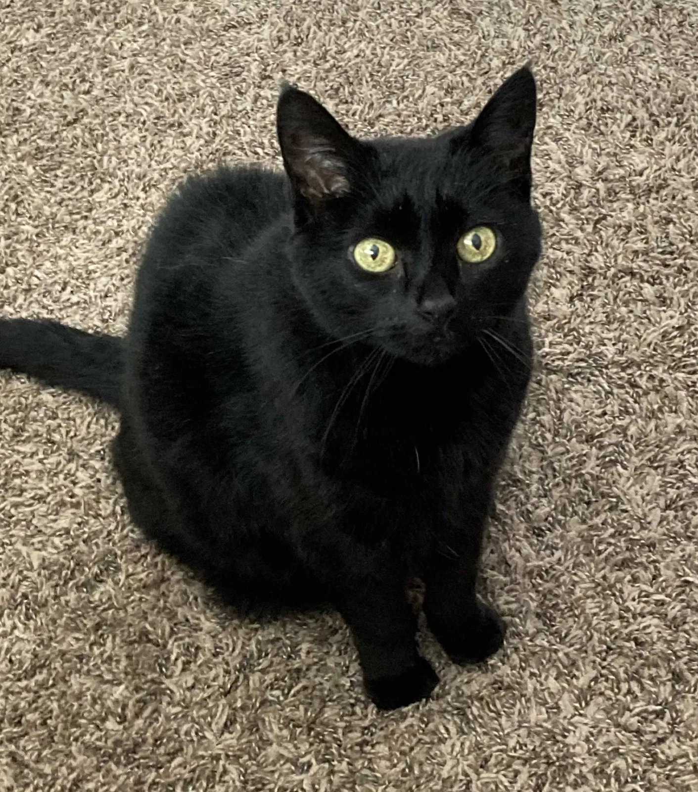 Lost cat in Knoxville, TN, 37922