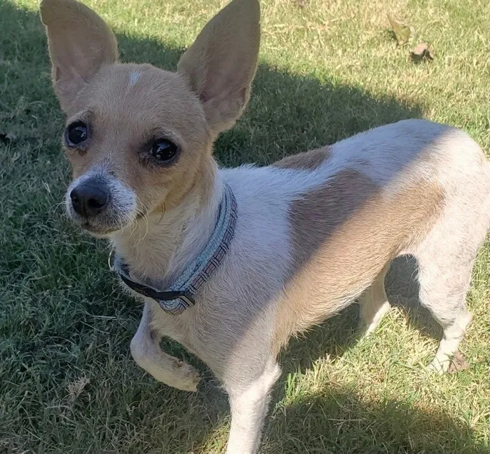 Lost dog in Wylie, TX, 75098