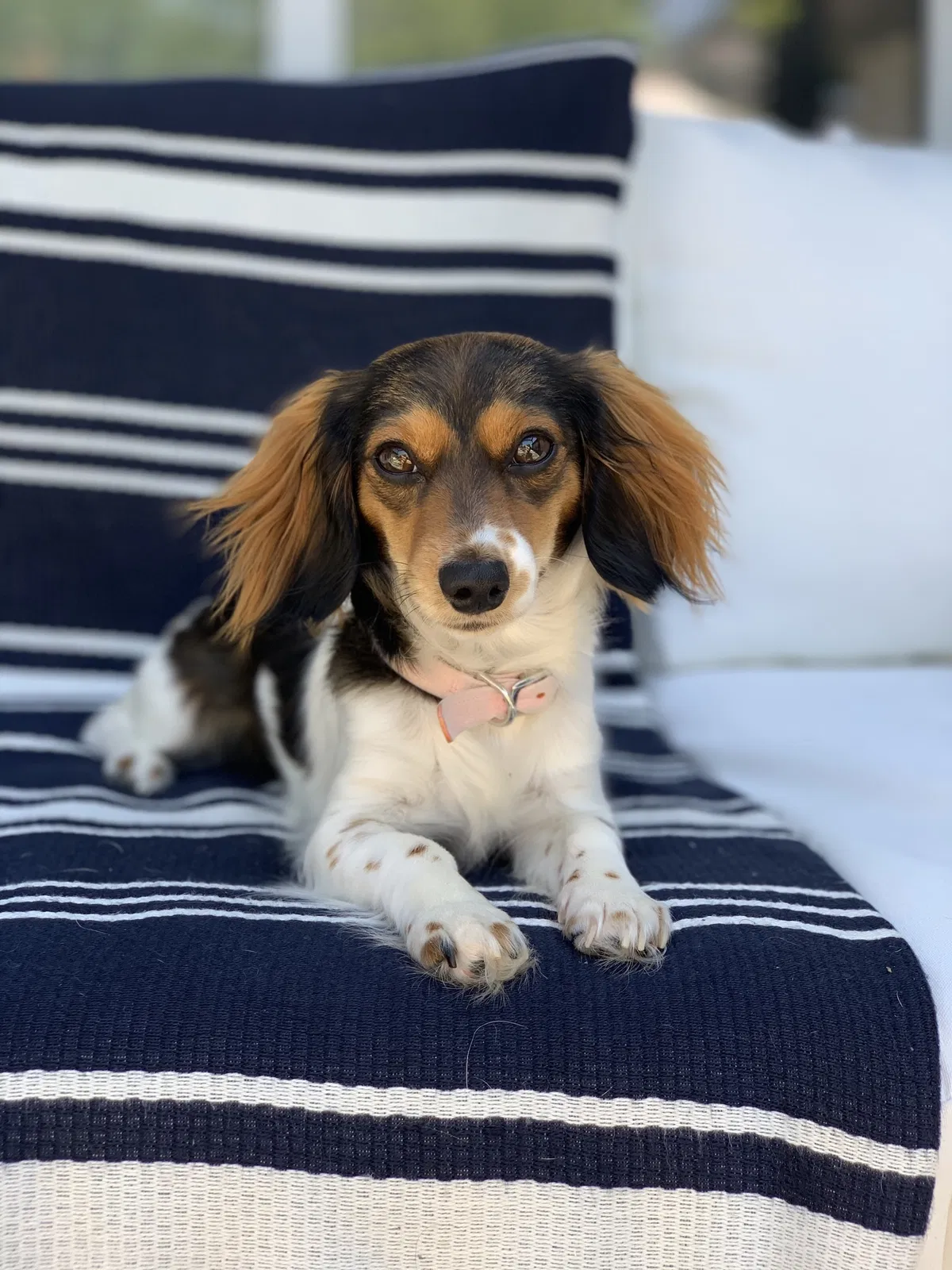 Lost dog in Dallas, TX, 75214