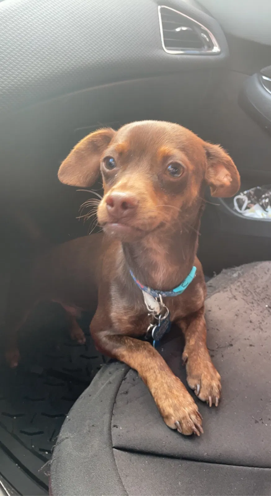 Lost dog in Dallas, TX, 75211