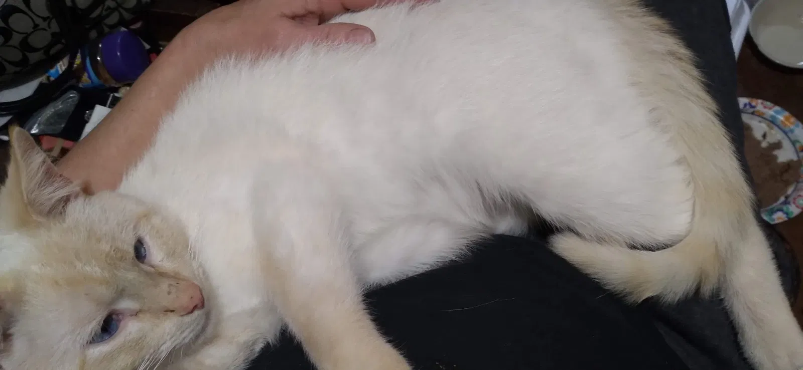 Lost cat in Boston, KY, 40107