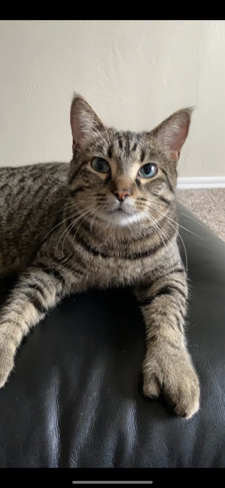 Lost cat in Oklahoma City, OK, 73128