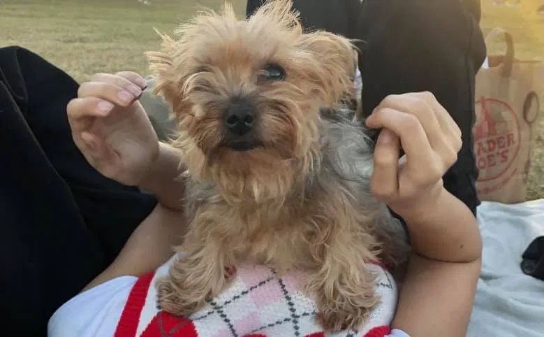 Lost dog in Austin, TX, 78705