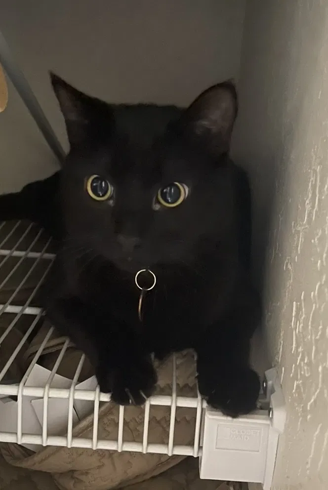 Lost cat in Visalia, CA, 93277