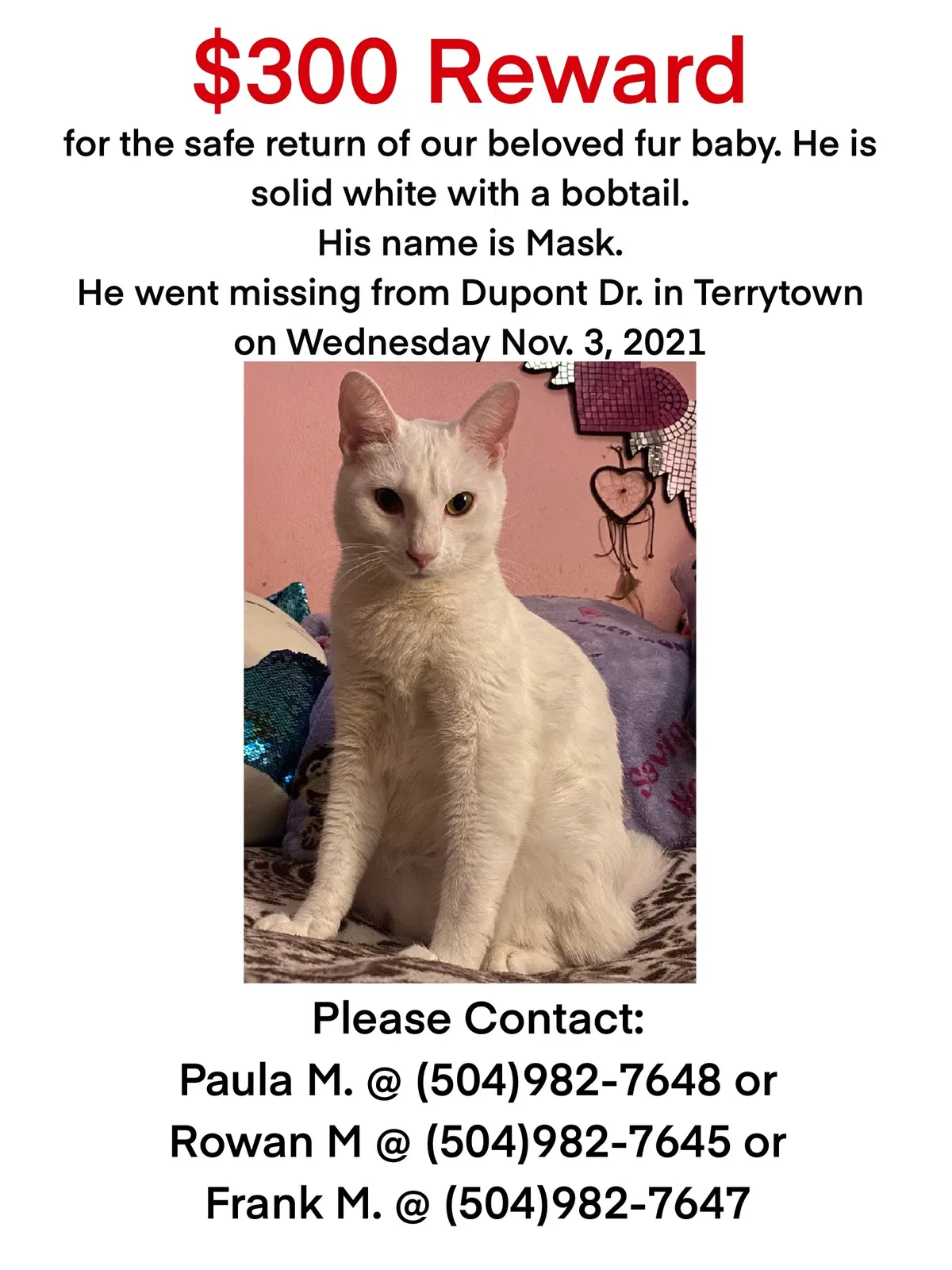 Lost cat in Gretna, LA, 70056