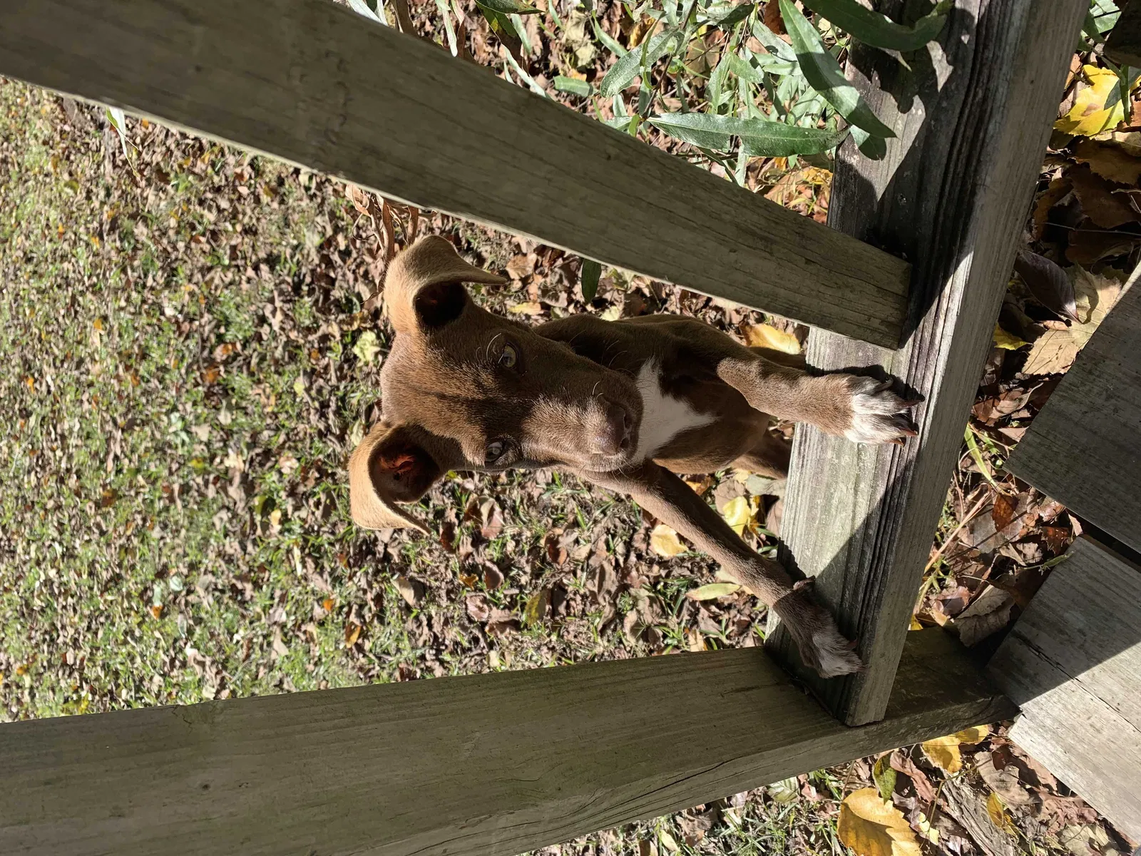 Found dog in Summerville, SC, 29483