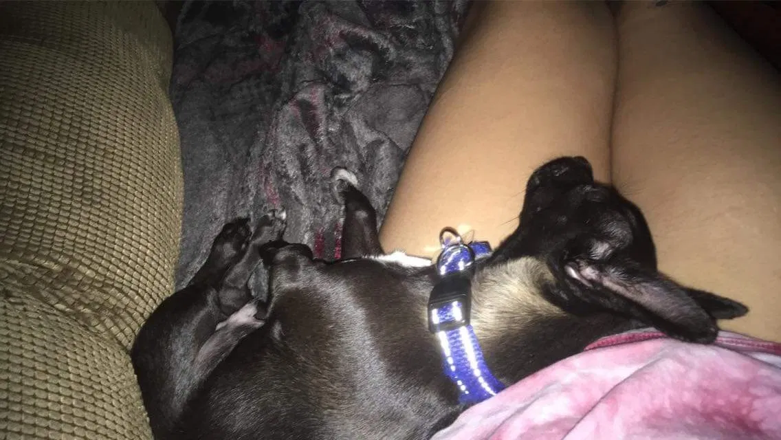 Lost dog in Marana, AZ, 85653