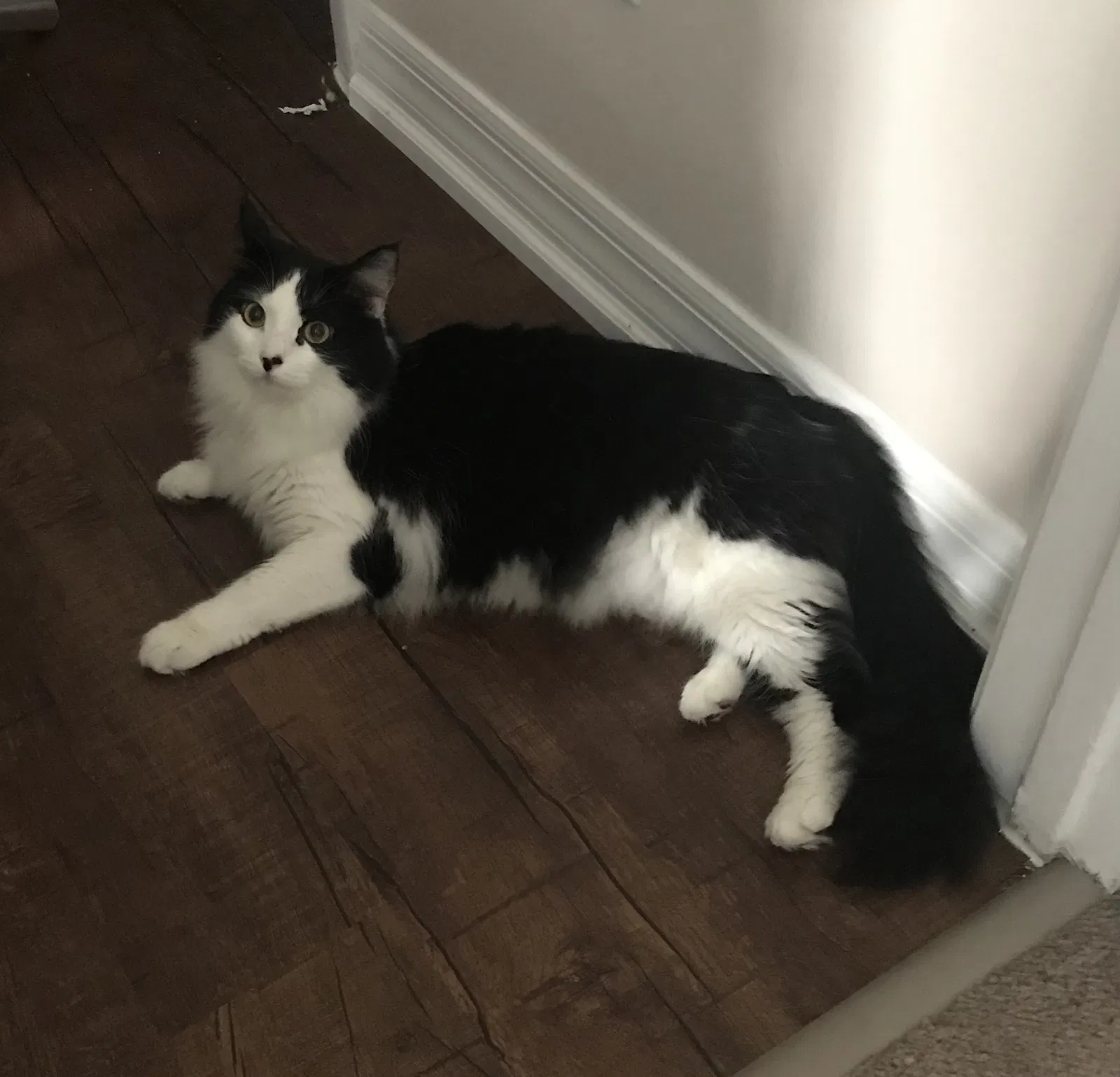 Lost cat in Sanford, FL, 32773