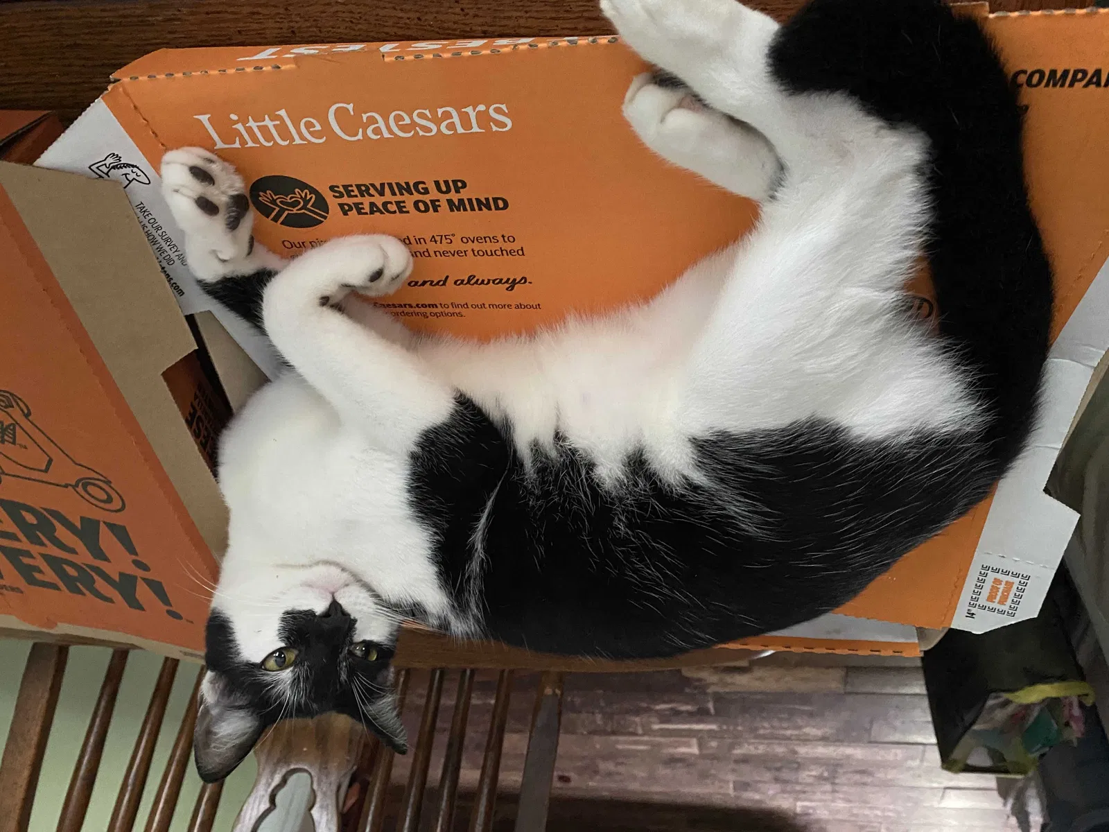 Lost cat in Opelika, AL, 36804