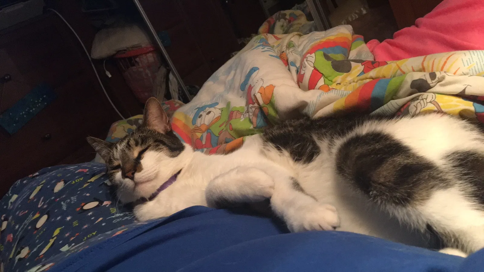 Lost cat in Kissimmee, FL, 34746
