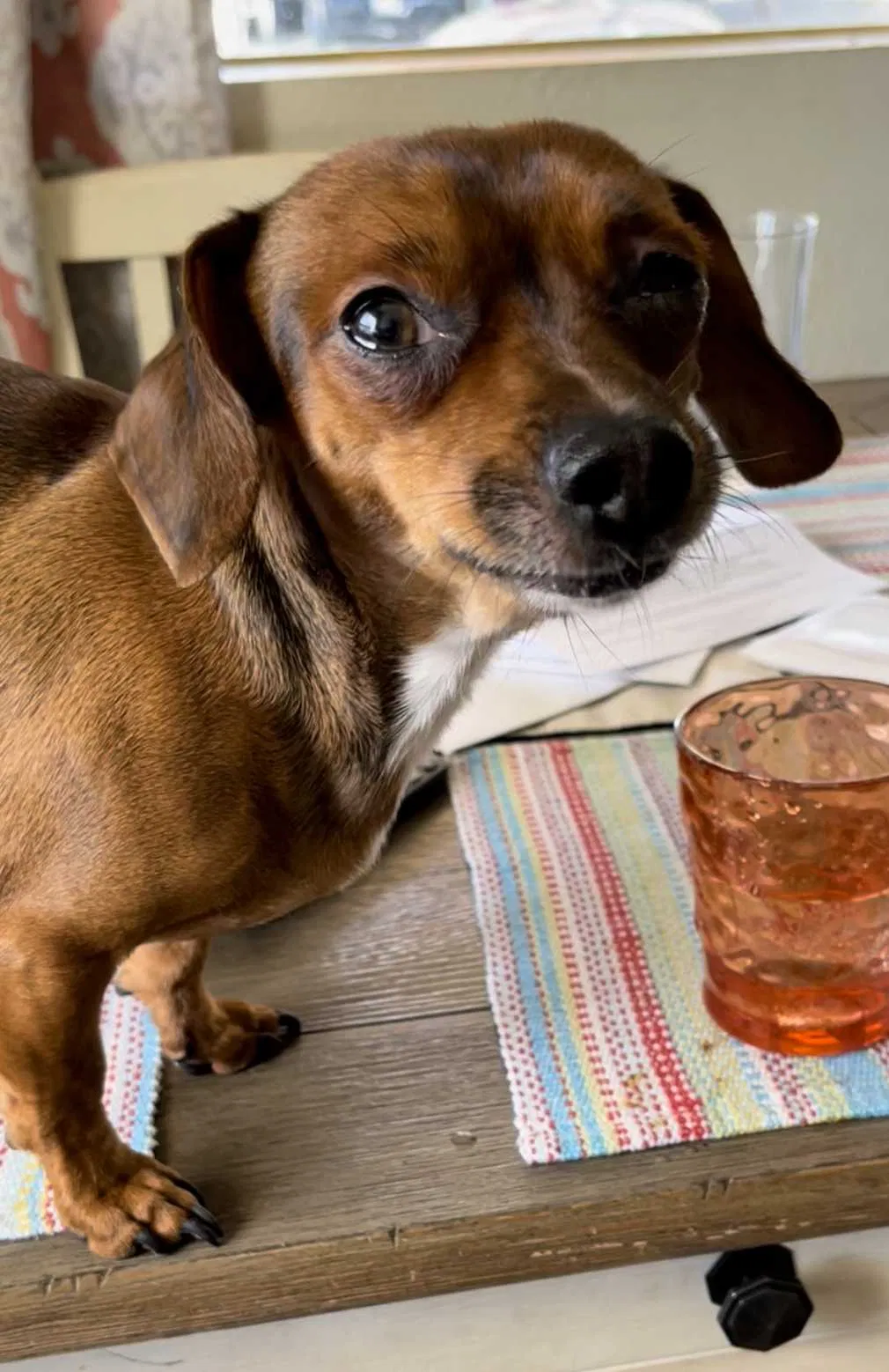 Lost dog in Woodland, CA, 95695