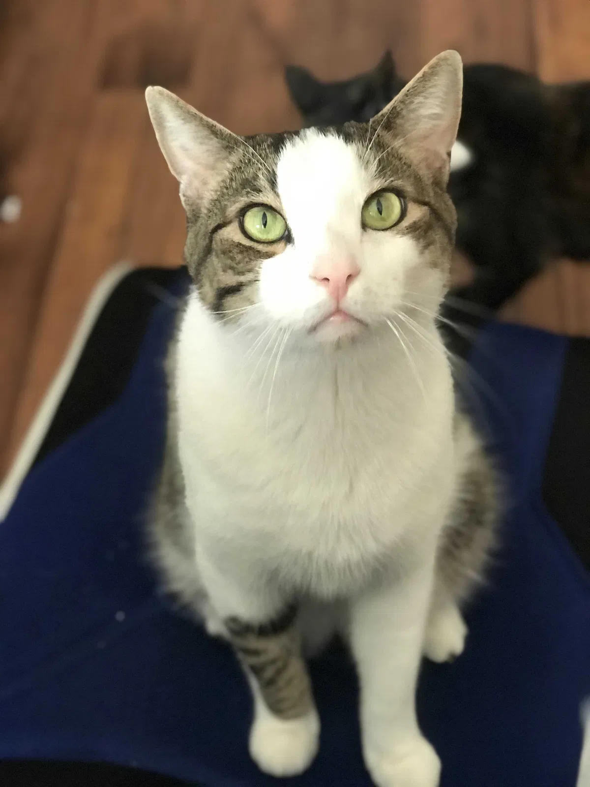 Lost cat in Athens, GA, 30605