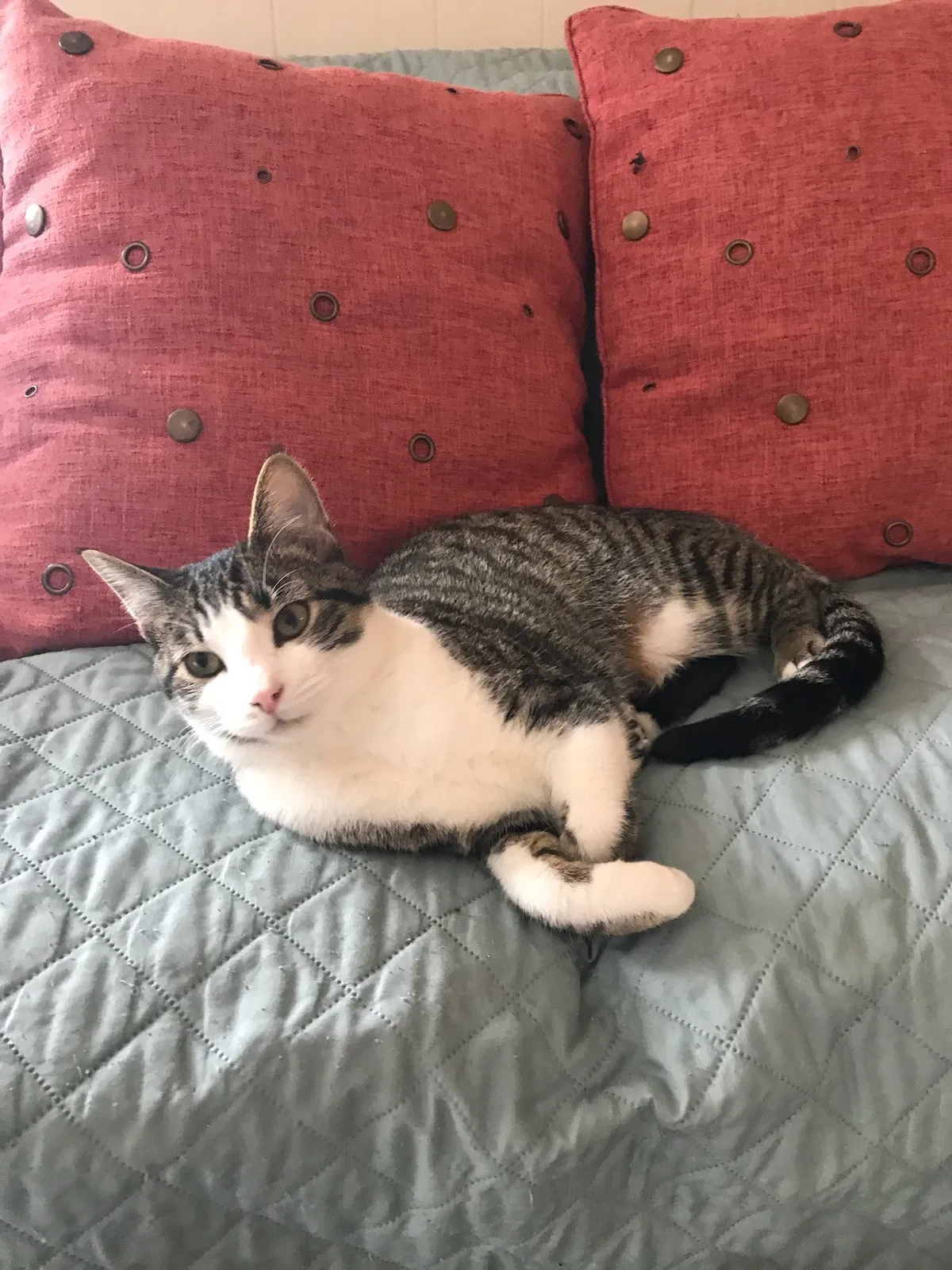 Lost cat in Anderson, SC, 29621