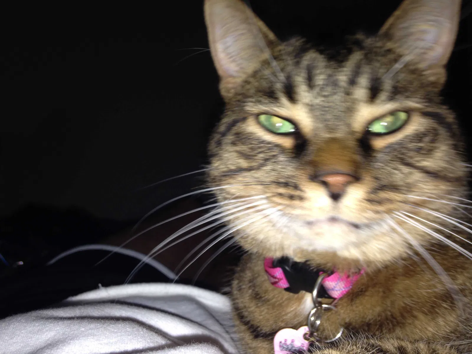 Lost cat in Brockport, NY, 14420