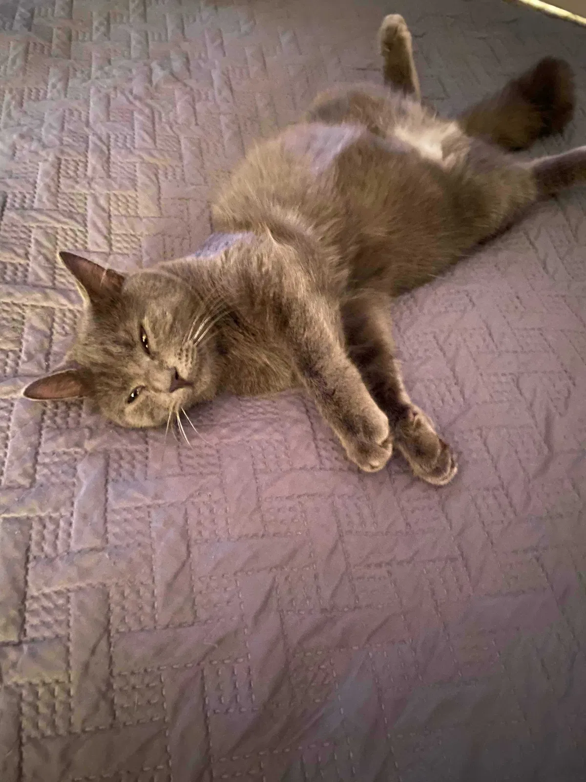 Lost cat in Lenoir City, TN, 37772