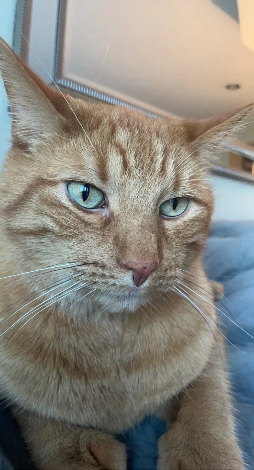 Lost cat in Saint Paul, MN, 55125