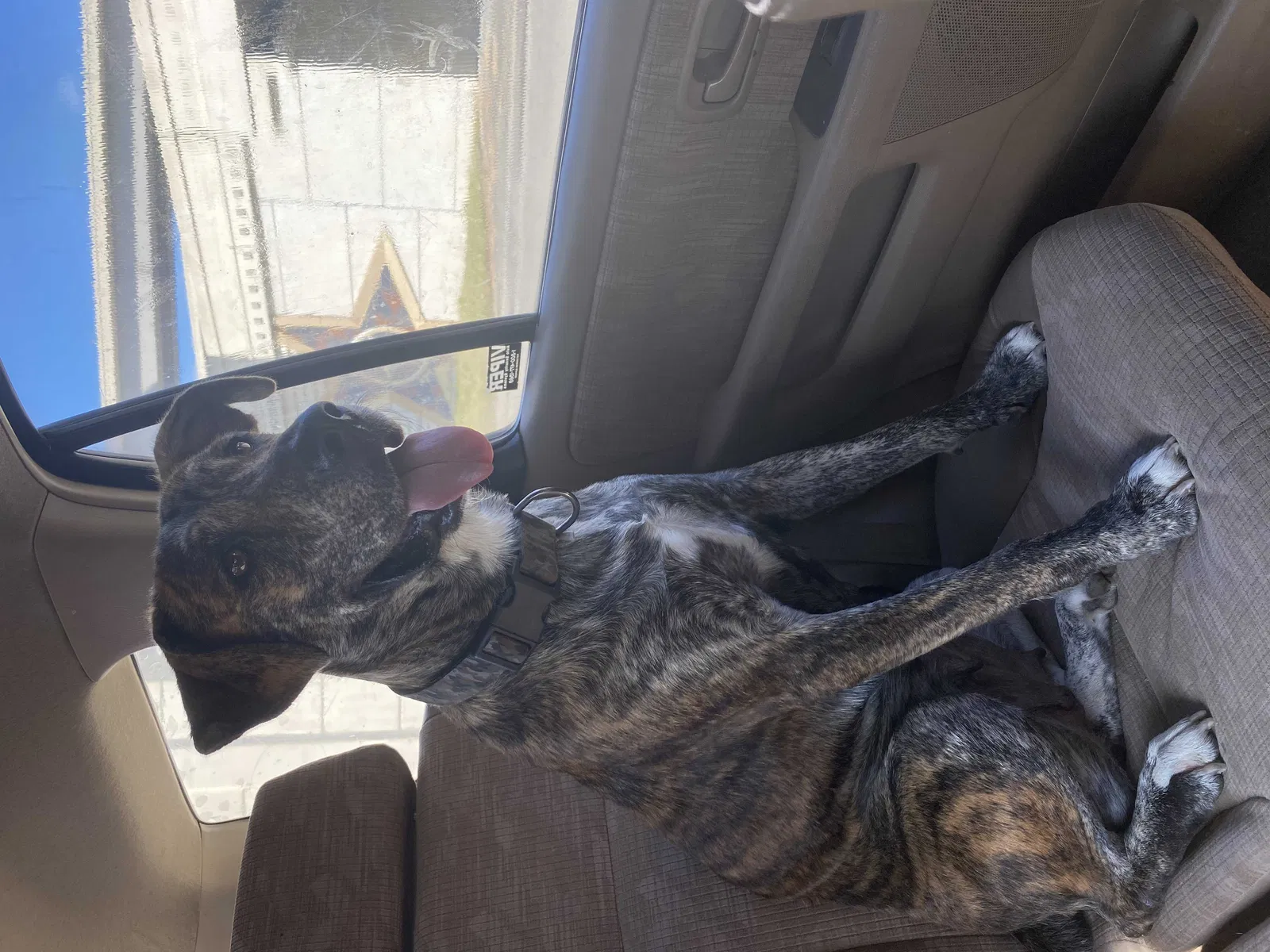 Lost dog in Houston, TX, 77080