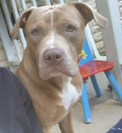 Lost dog in Zanesville, OH, 43701