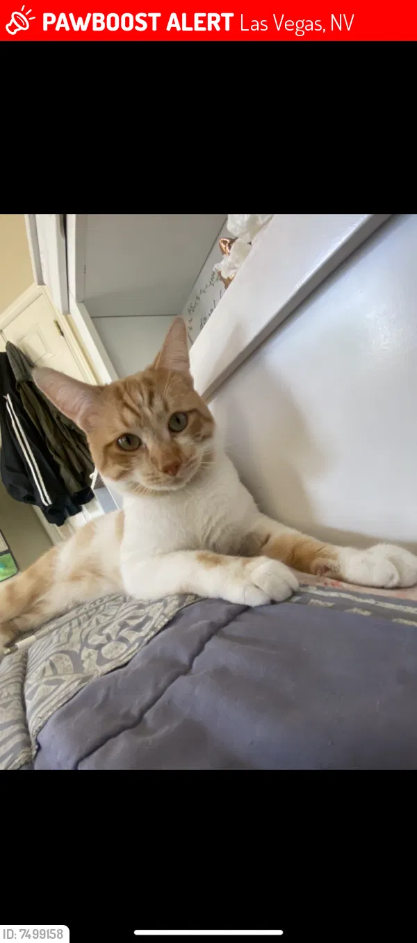 Lost cat in Las Vegas, NV, 89117