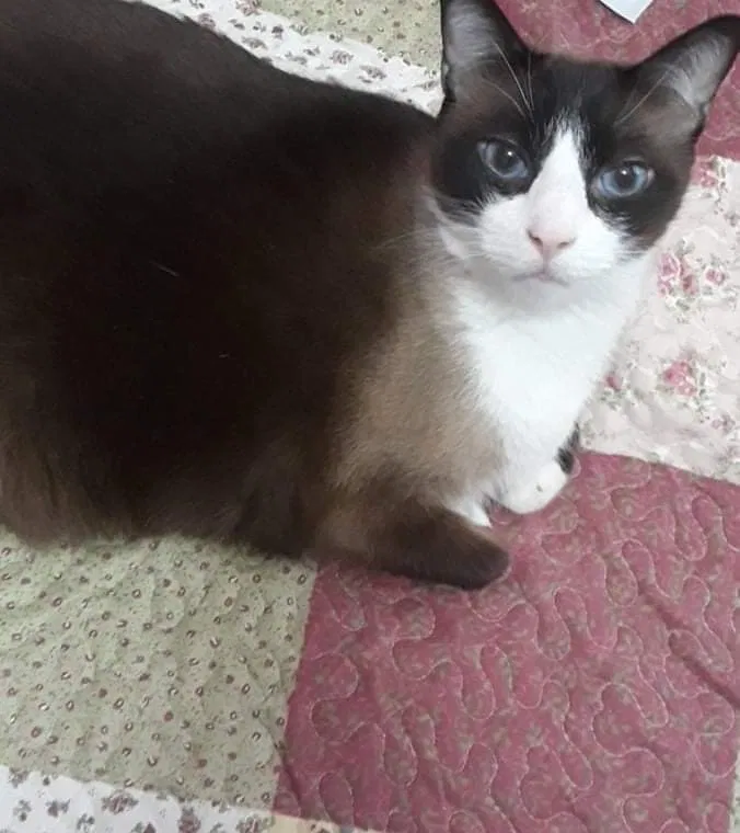 Lost cat in Catoosa, OK, 74015