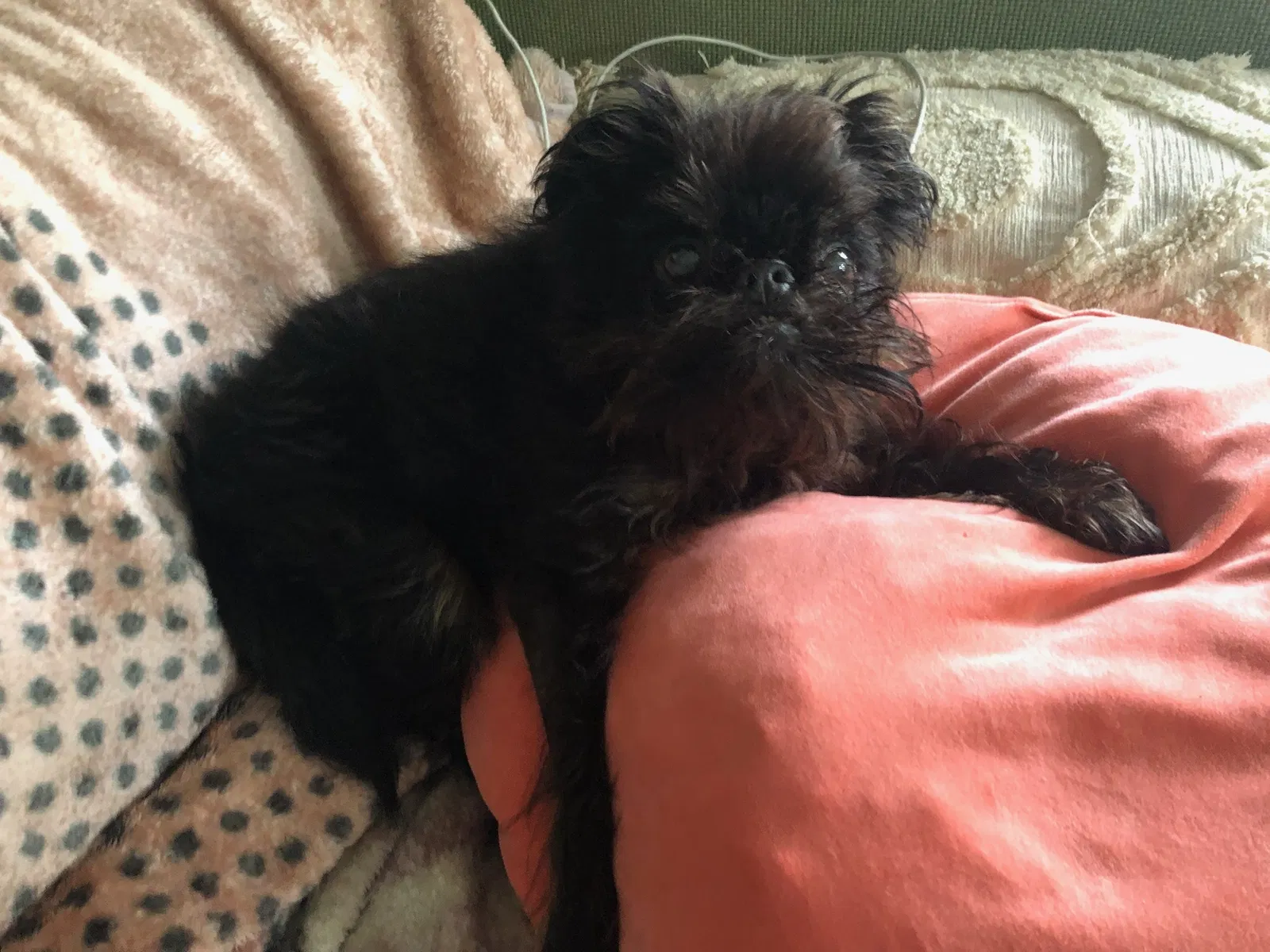 Lost dog in Rehoboth Beach, DE, 19971