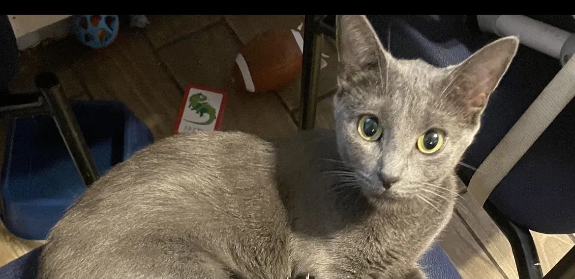 Lost cat in Harrison, NJ, 7029