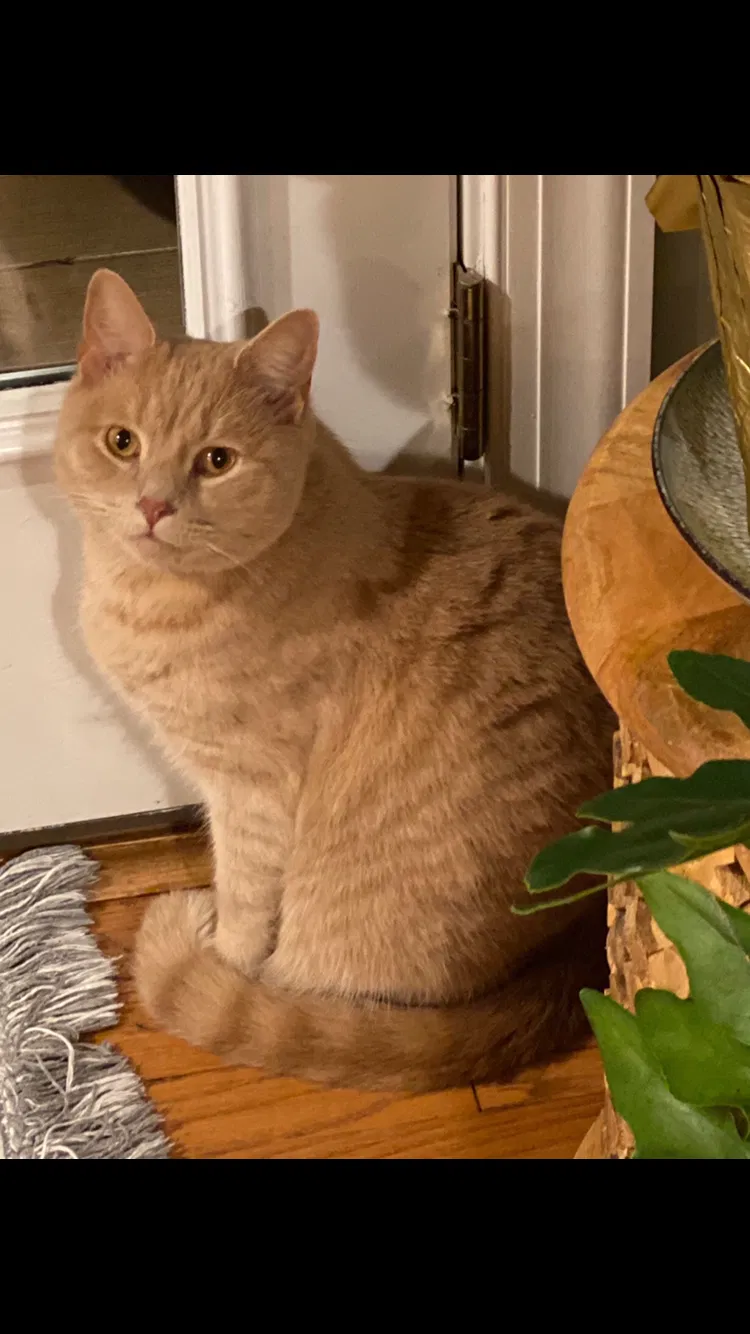 Lost cat in Richmond, VA, 23226