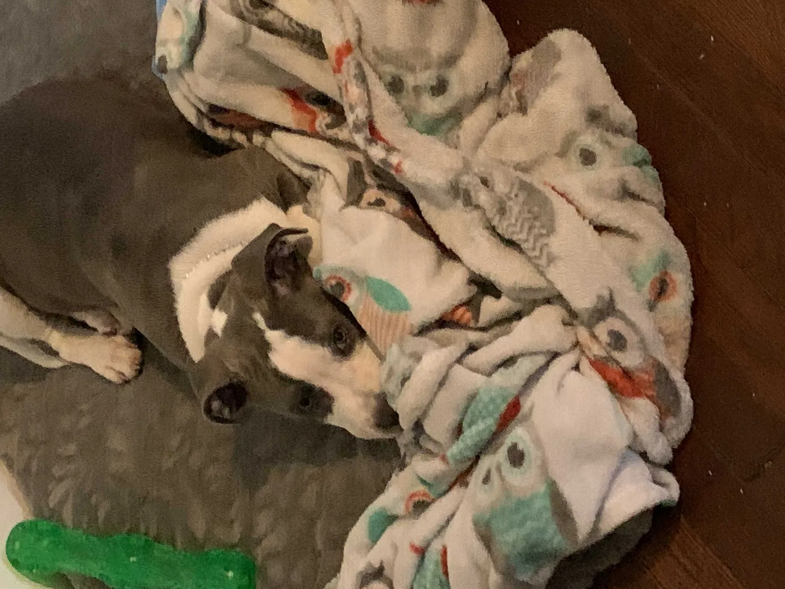 Lost dog in Cleveland, OH, 44108
