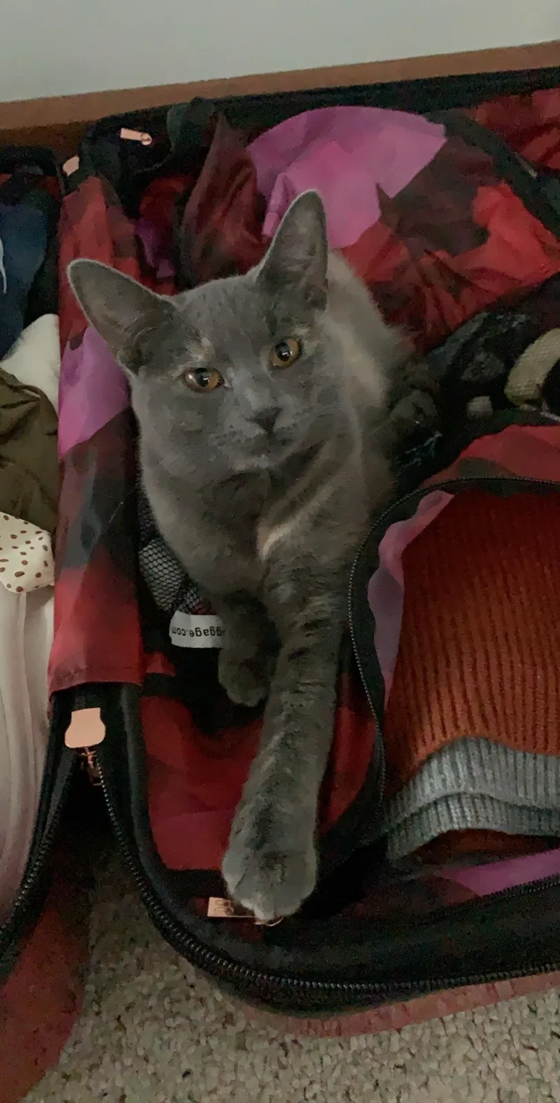 Lost cat in Racine, WI, 53402