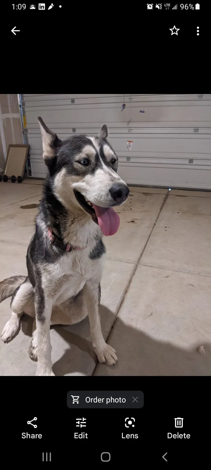 Lost dog in Salinas, CA, 93905
