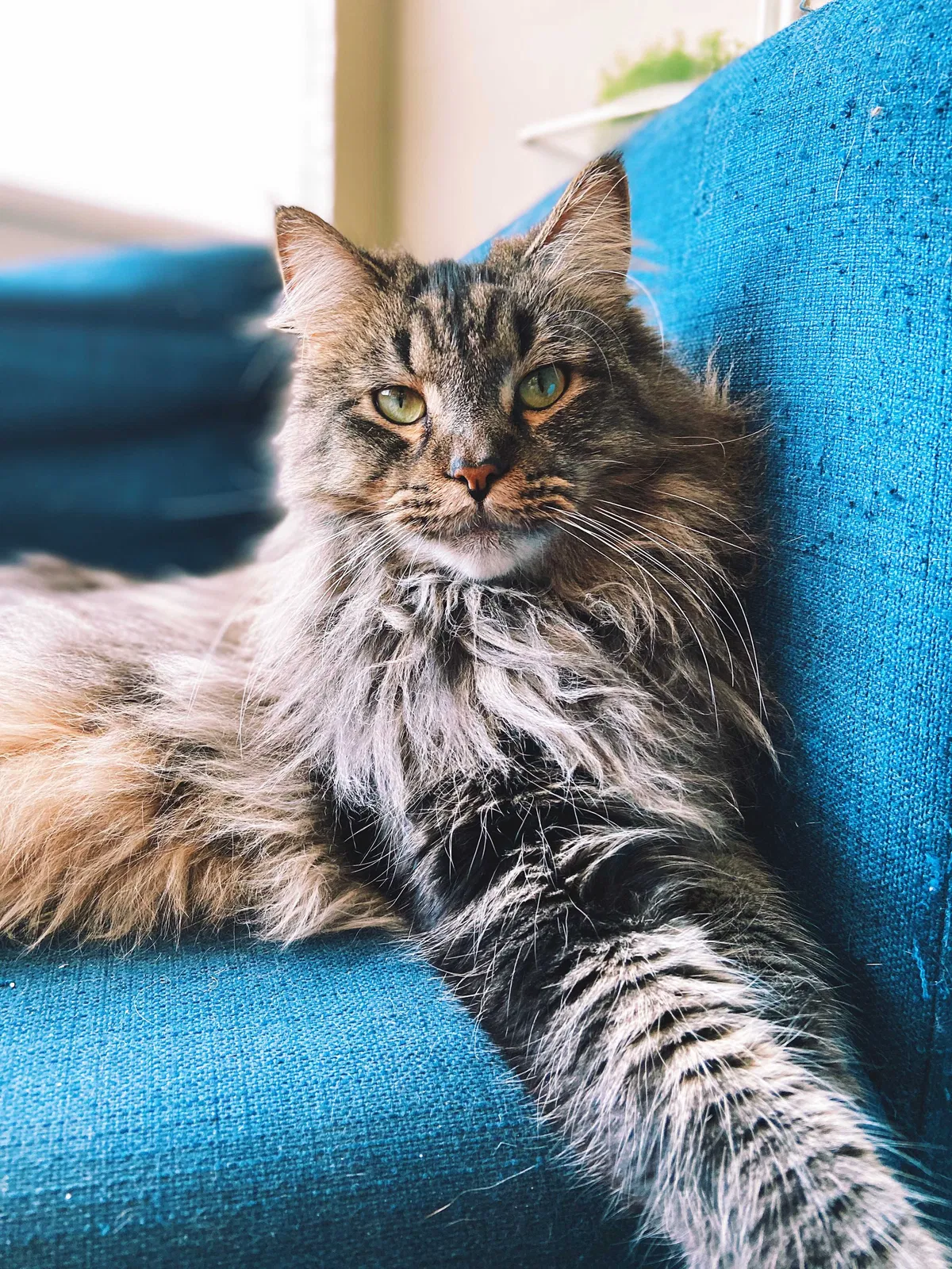 Lost cat in Indianapolis, IN, 46208