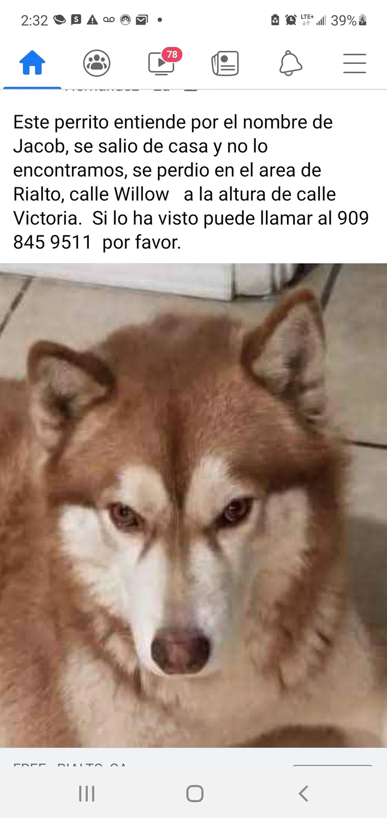 Lost dog in Rialto, CA, 92376