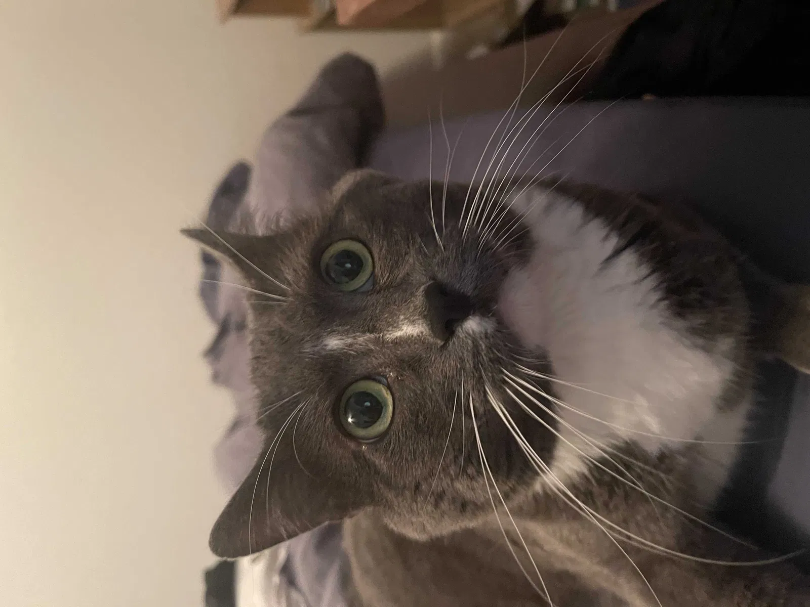 Lost cat in Surprise, AZ, 85374