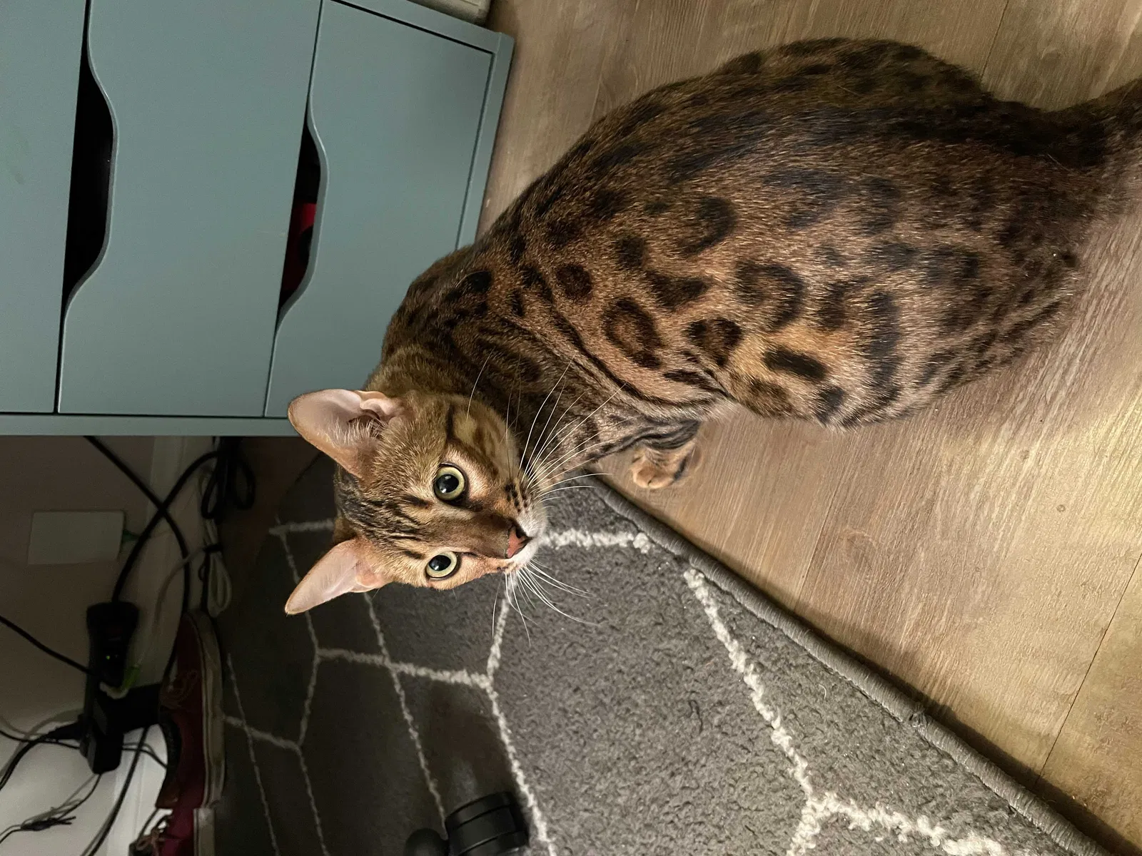 Lost cat in Palos Verdes Peninsula, CA, 90274