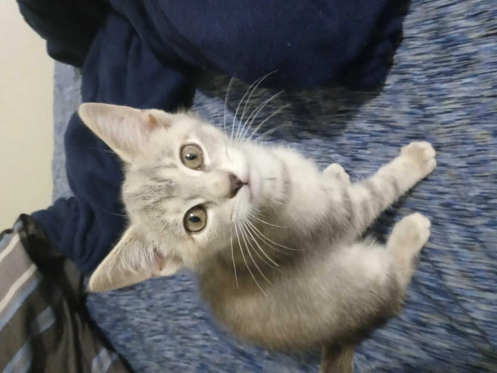 Lost cat in Columbia, PA, 17512